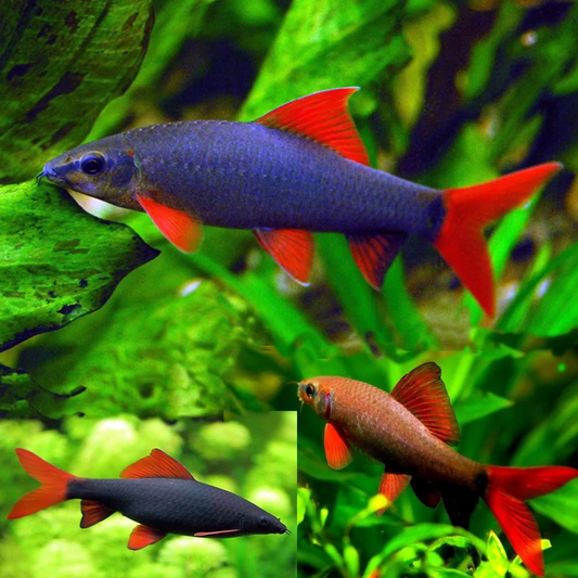 SHARK - RAINBOW