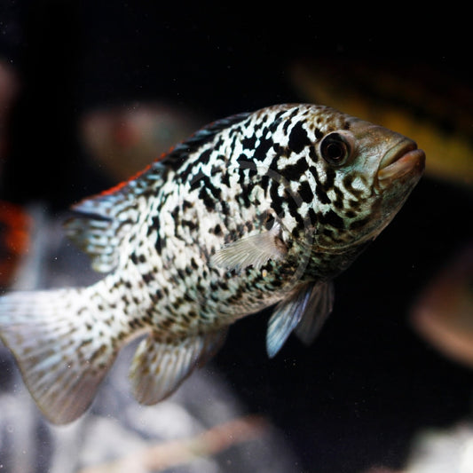 NANDOPSIS TETRACANTHUS