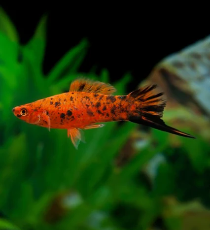 SWORDTAIL - RED SPOTTED