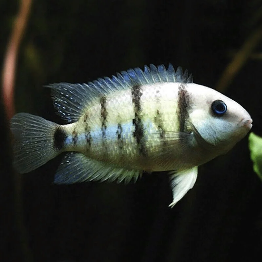 BLUE EYED CICHLID
