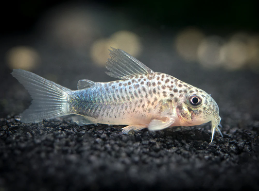 CORYDORAS SIMILIS