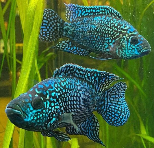 JACK DEMPSEY CICHLID
