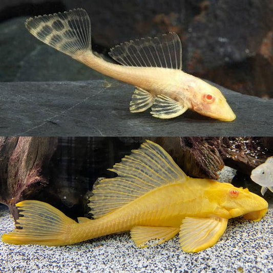 PLECOSTOMUS - ALBINO RED EYE