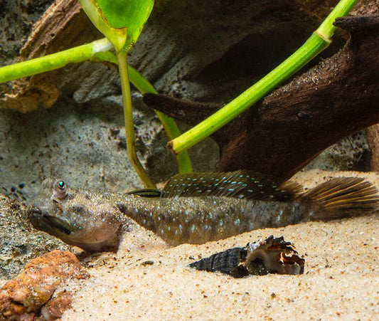 MUDSKIPPER