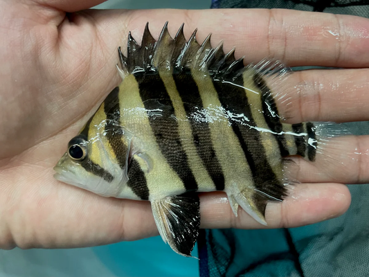 INDONESIA TIGER FISH 4 BAR