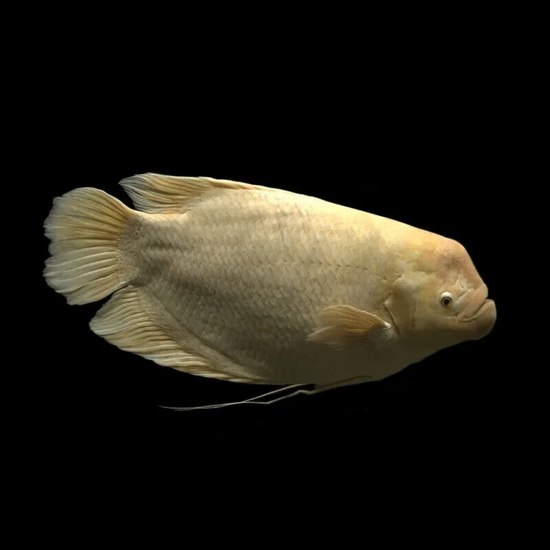 GOURAMIES - GOLD GIANT