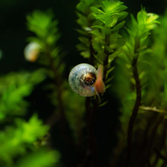 ASSORTED MINI SNAIL