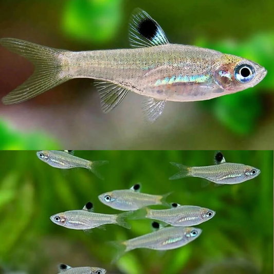 RASBORA - GREEN EYE