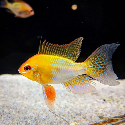 LEMON RAMIREZI