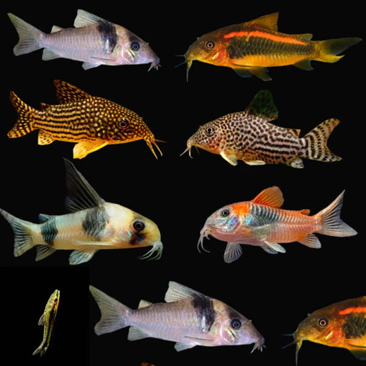 CATFISH -- CORYDORAS ASSORTED