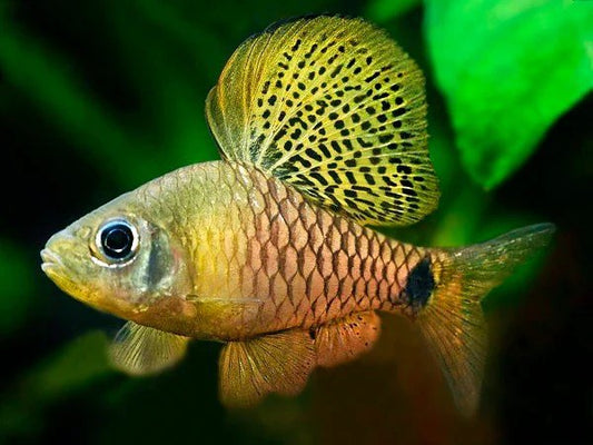 DRAPE FIN BARB