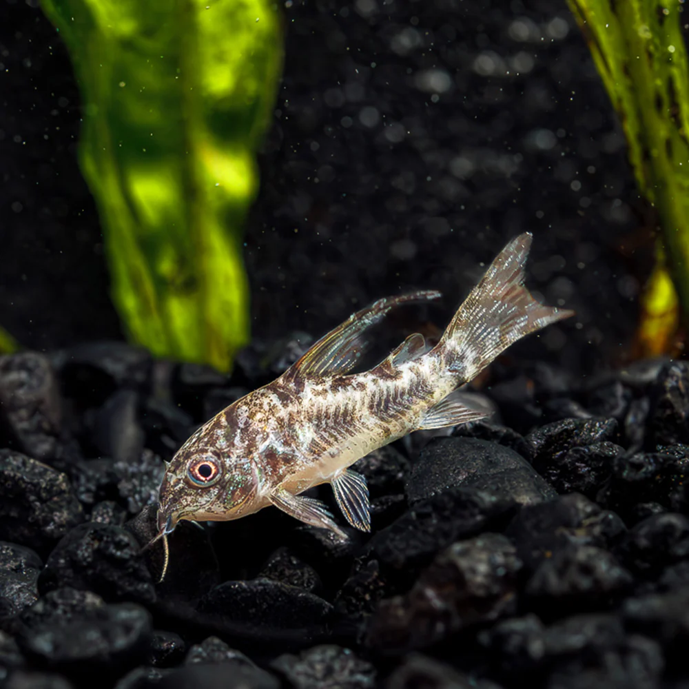 CATFISH - CORYDORAS PEPPER