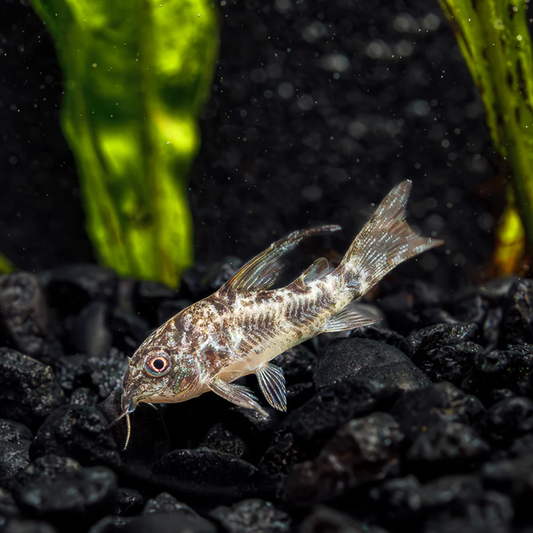 CATFISH - CORYDORAS PEPPER