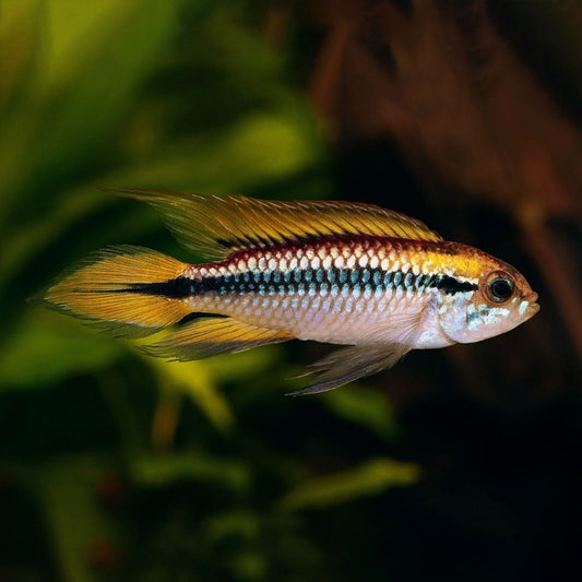 AGASSIZ'S DWARF CICHLID