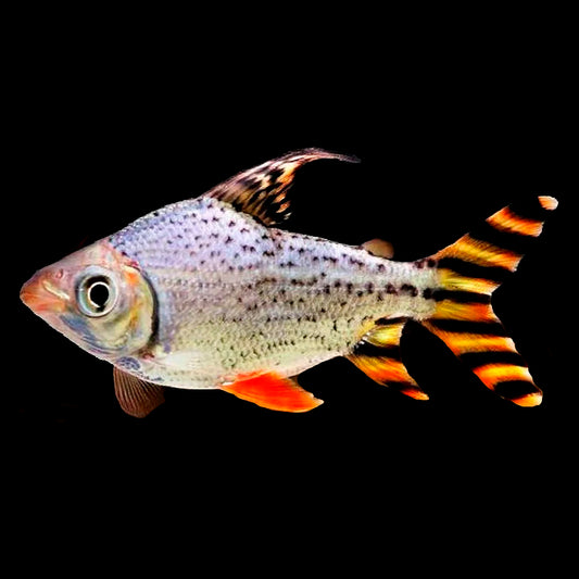 AMERICAN FLAGTAIL