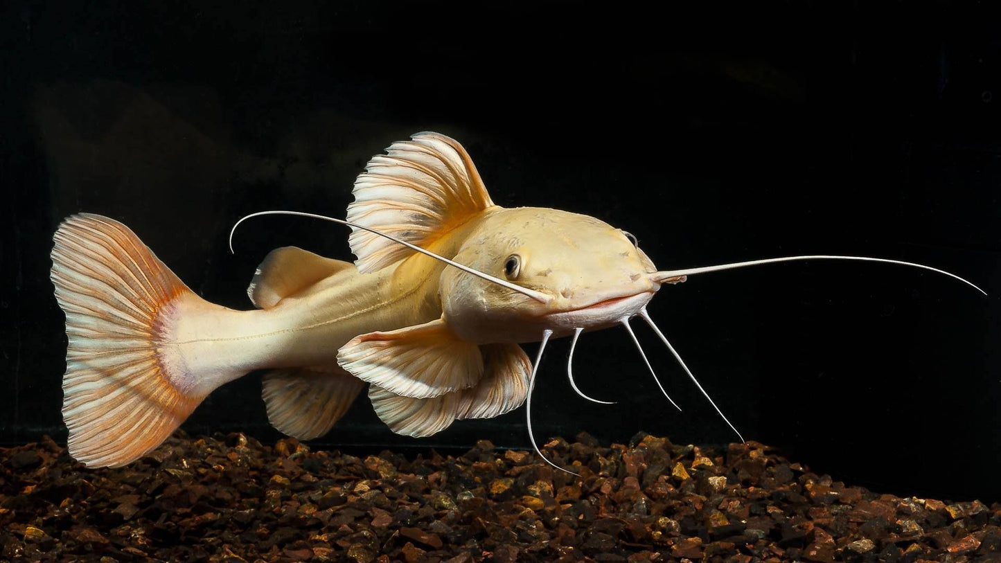 GOLDEN (PANDA) RED TAIL CATFISH