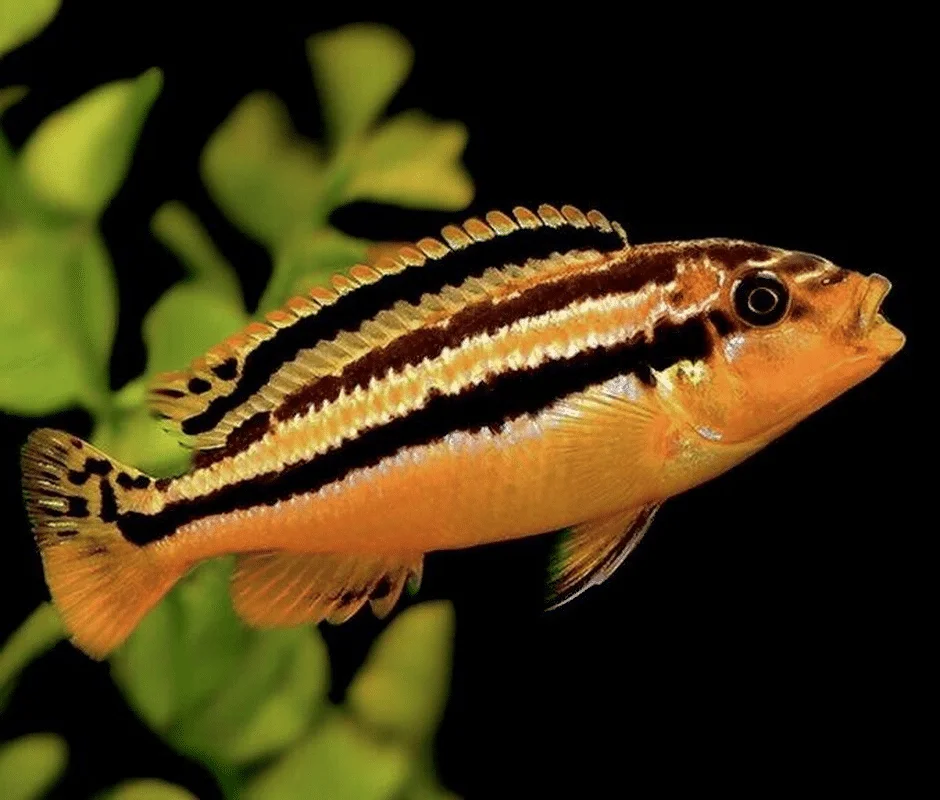 YELLOW AURATUS CICHLID