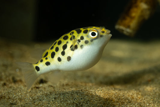 GREEN SPOTTED PUFFER