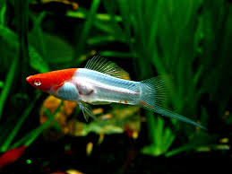SWORDTAIL - KOHAKU MICKEY MOUSE