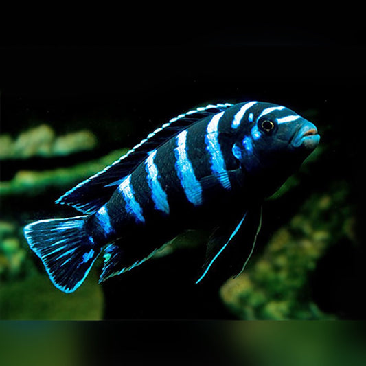 DEMASONI CICHLID