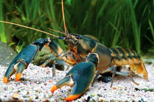 ORANGE LOBSTER PAPUA