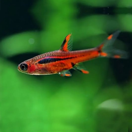 RASBORA - CHILI/MOSQUITO