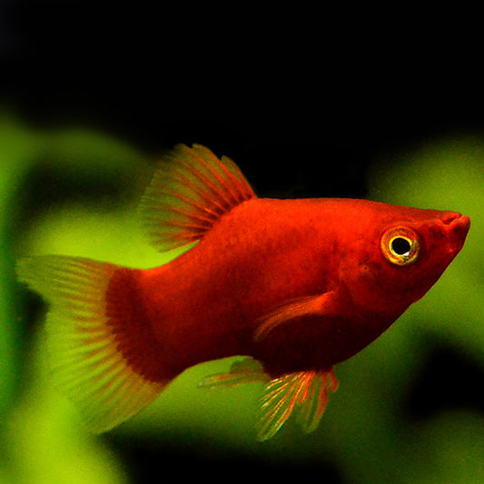 RED CORAL PLATY