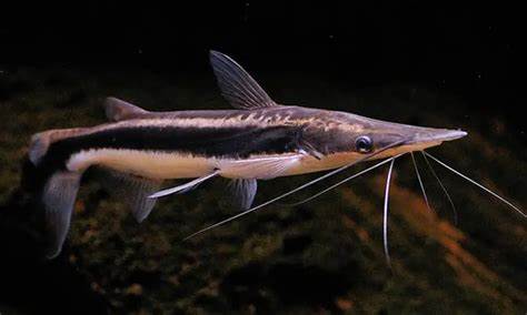 SUROBIM LIMA X RED TAIL CATFISH