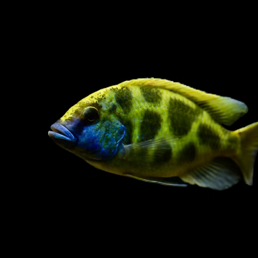 VENUSTUS HAP. AFRICAN CICHLID