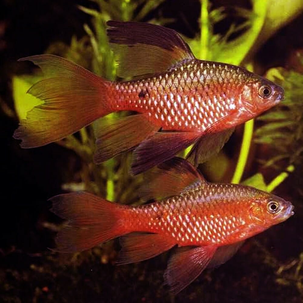 BARB - ROSY HIFIN BARB MALE