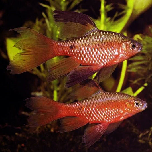 BARB - ROSY HIFIN BARB MALE