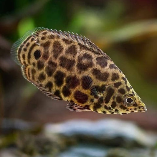 LEOPARD BUSHFISH