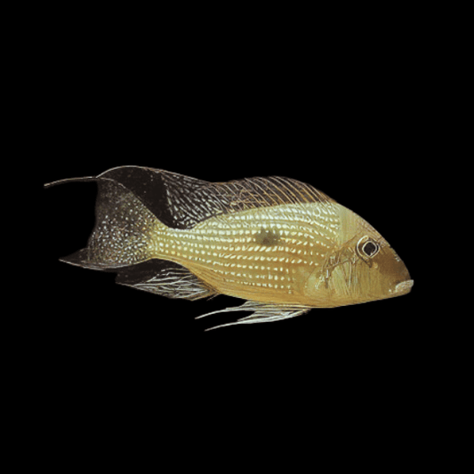 GEOPHAGUS APOREMA