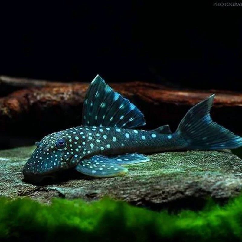 L-128 - Blue Phantom Pleco