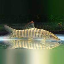 LOACH - GREEN BOTIA