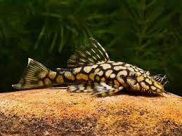 L-519 - Honeycomb Bristlenose Pleco