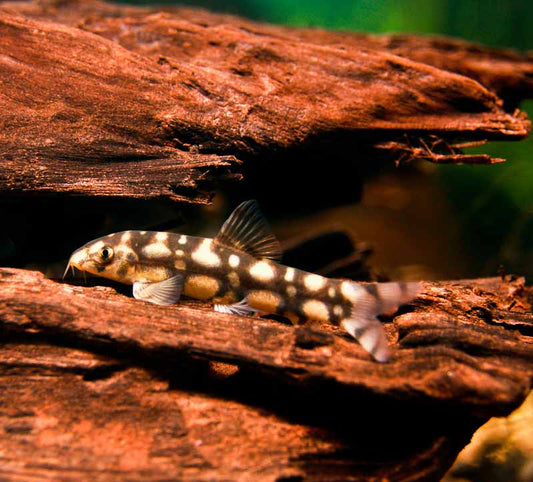 LOACH - BOTIA KUBOTAI