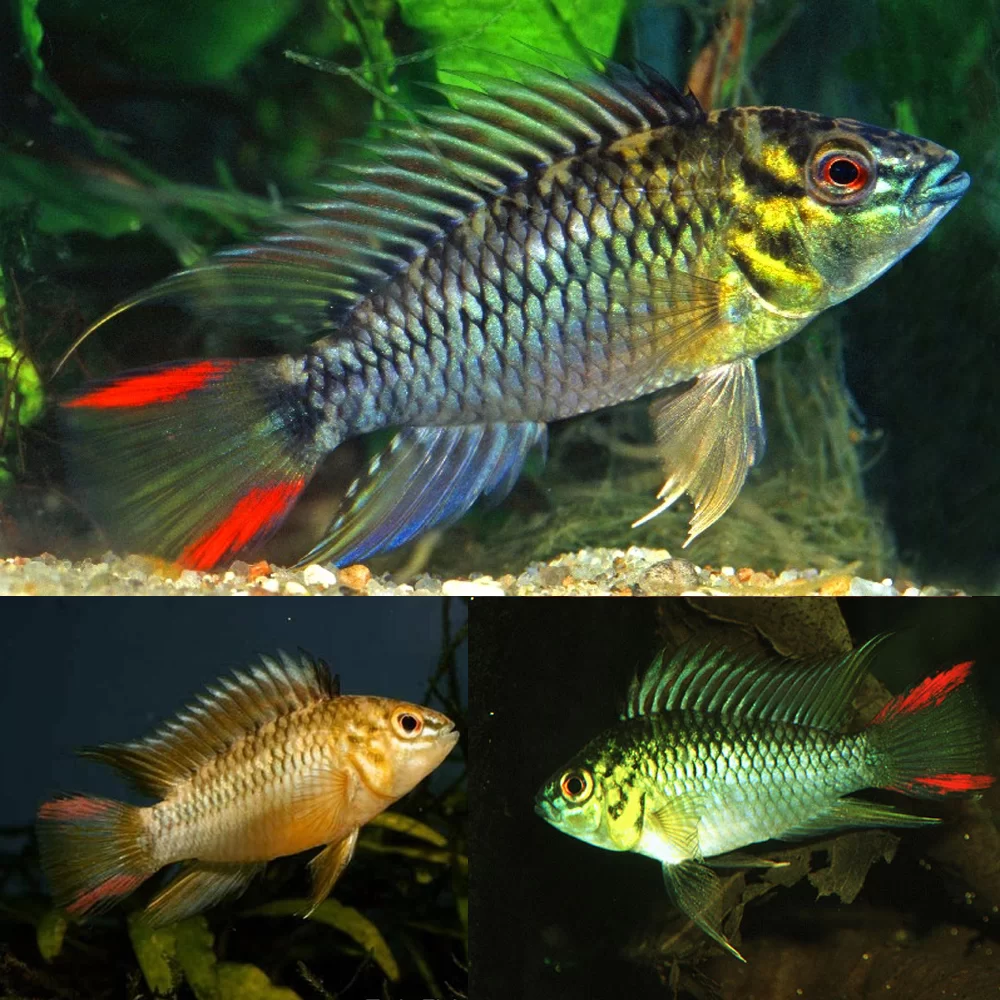 APISTOGRAMMA HOIGNEI