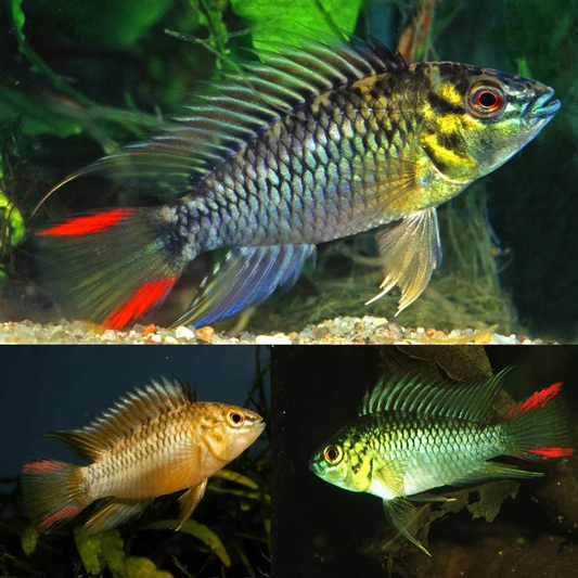APISTOGRAMMA HOIGNEI