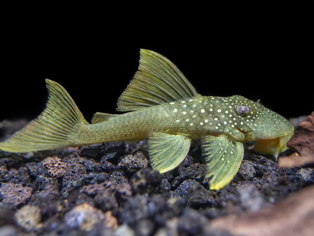L-200 - Green Phantom Pleco