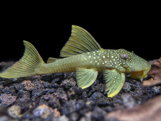 L-200 - Green Phantom Pleco