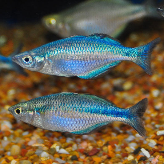 RAINBOW - BLUE TURQUOISE RAINBOW