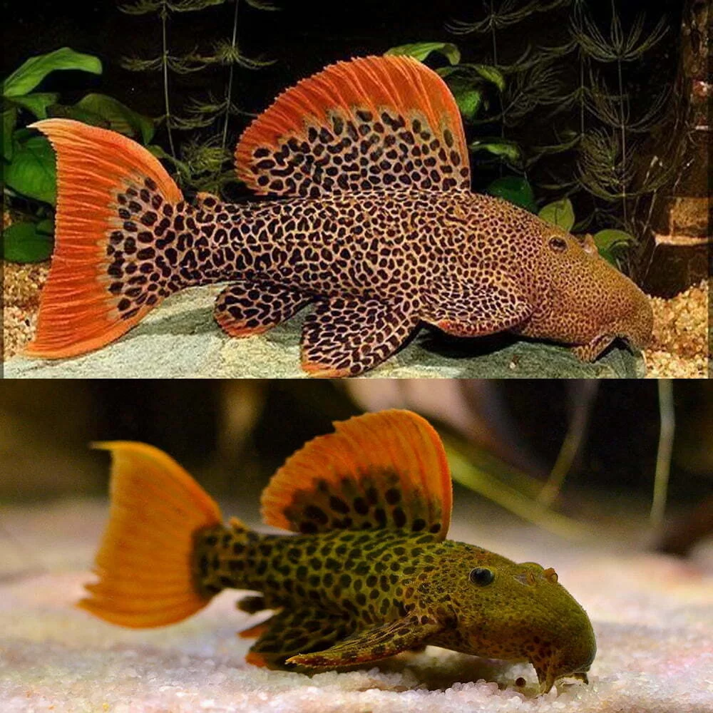 L-600 - Leopard Cactus Pleco