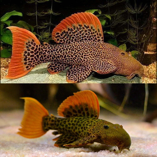 L-600 - Leopard Cactus Pleco