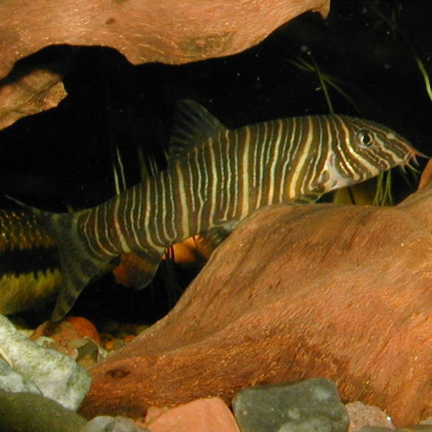 LOACH- TIGER BOTIA