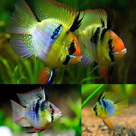 BALLOON RAMIREZI CICHLID