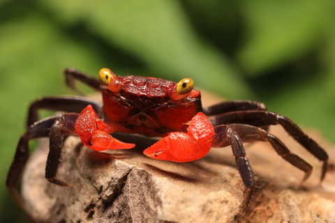 VAMPIRE CRAB