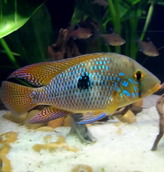 PEARLSCALE EARTHEATER CICHLID