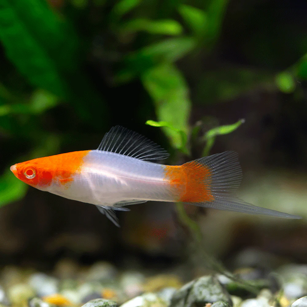 SWORDTAIL - RED & WHITE  SWORDTAIL