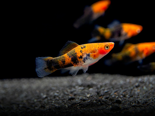 KOI SANKE PLATY